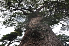 Syzygium travancoricum